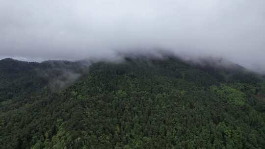 森林植物清晨迷雾航拍