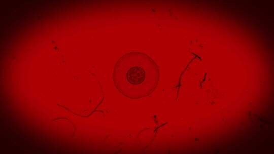 红光显微镜2上的真实细胞分裂视频素材模板下载