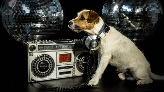 狗狗坐在迪斯科球和老式收音机旁