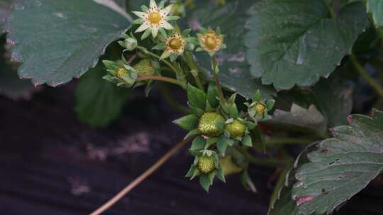 草莓园 农田 农业作物 水果 绿色植物 温室