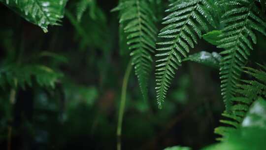 欧洲蕨春雷春雨春天绿植雨滴2541