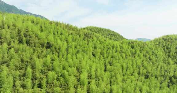 江南群山竹山竹海浙江湖州安吉风光