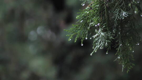 秋季下雨中岱庙古迹古建筑屋檐滴水雨中景色