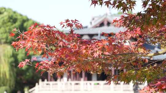 秋天暖阳下古建筑前的红色枫叶4K