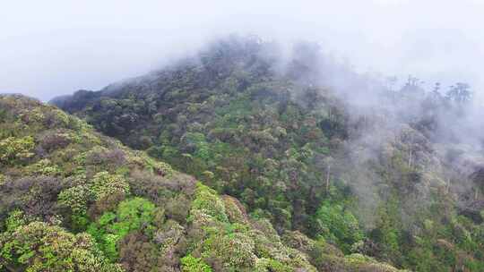 漫山遍野的花