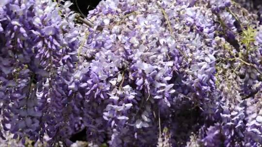随风摇摆的紫色花朵 (2)