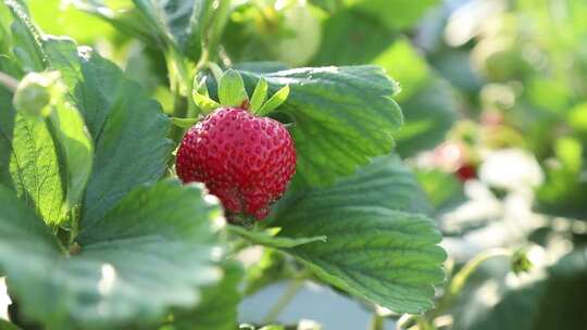 有机草莓园成熟的草莓挂枝头
