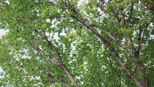 前进视角仰拍拍摄春天生机勃勃树木
