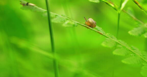 夏天雨后草丛一只可爱蜗牛觅食的特写镜头