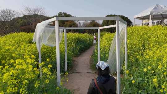 航拍春天中的城东公园油菜花景观(10)