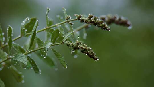 植物，茎，叶，雨