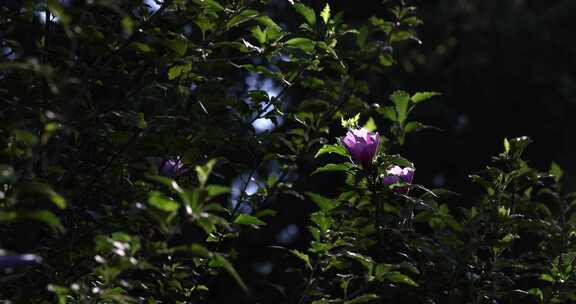 夏天阳光下木槿花盛开