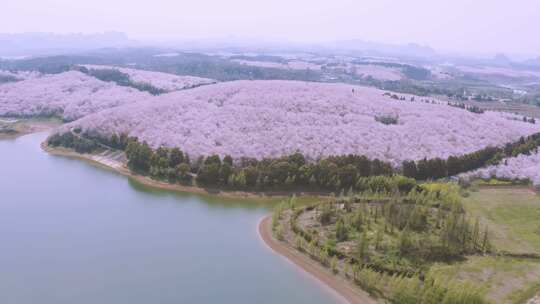 贵州平坝樱花园 城市景区航拍4k