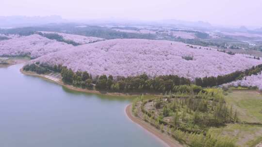 贵州平坝樱花园 城市景区航拍4k视频素材模板下载