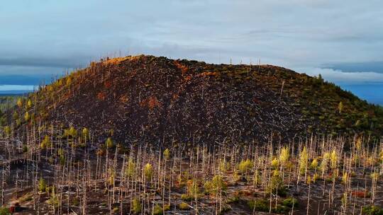 俄罗斯托尔巴赫火山上的树林