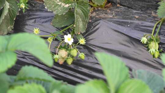 草莓园 农田 农业作物 水果 绿色植物 温室