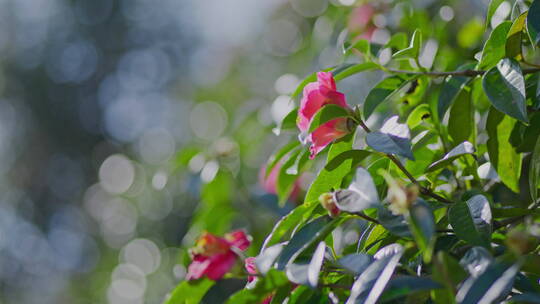 春天树上开满了红色的茶花