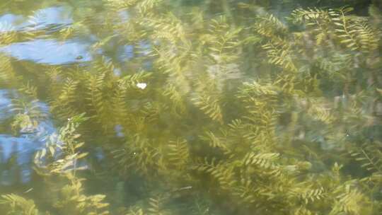 鱼苗小鱼野生鱼类麦穗鱼池塘水沟水草