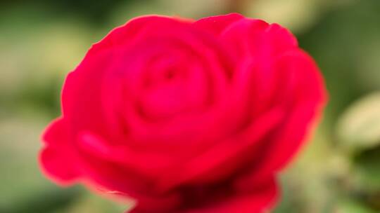 一朵玫瑰花视频素材模板下载