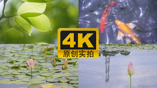 【合集】夏至节气夏天小清新空镜
