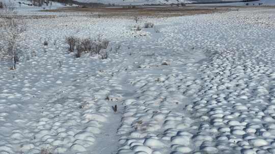 荒野雪地上的狐狸