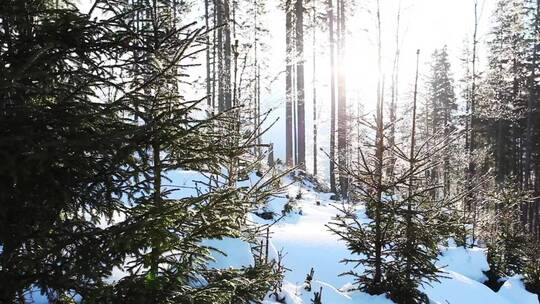阳光透过冬日森林的树木