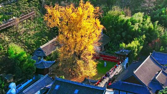 西安古观音禅寺千年银杏树