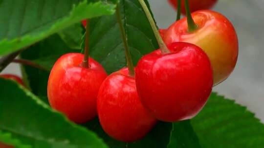 新鲜美味樱桃果园果树生态种植园视频素材