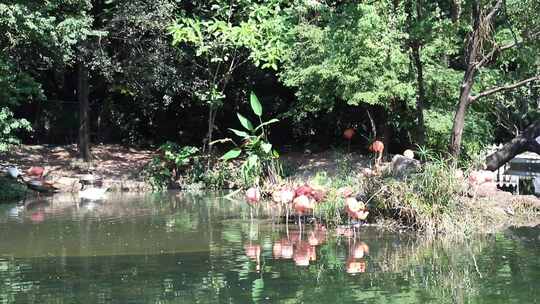 火烈鸟在池塘觅食