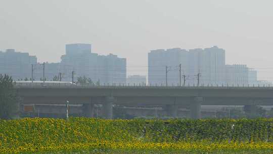 成都有花田前景的高铁道路与城市