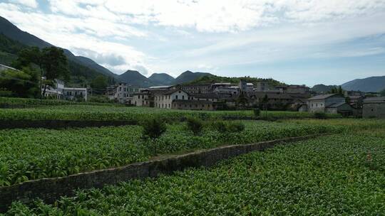 三农乡村振兴素材：烟草田农田大田航拍风景