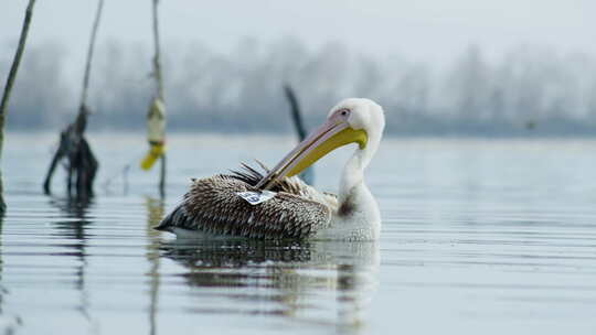 希腊克尔基尼湖Pelecanus ono