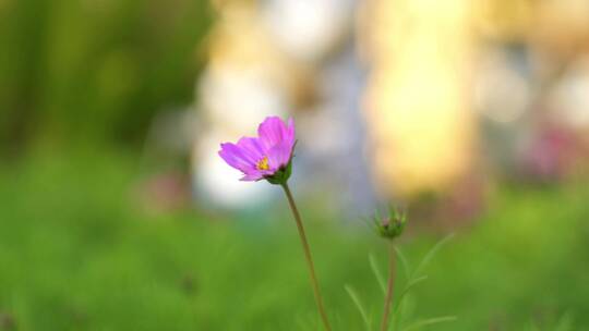 广东农村城市格桑花