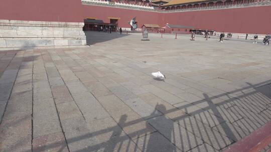 北京紫禁城鸽子4K实拍