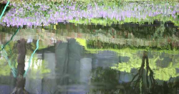 春天紫色二月兰倒映在湖里唯美治愈