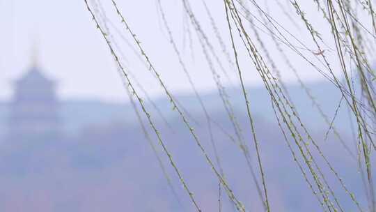 【合集】杭州西湖春天发芽的柳树