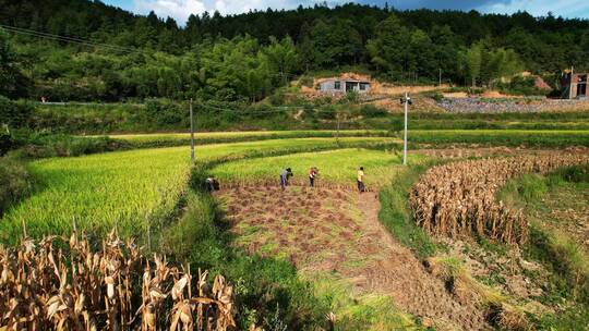 乡村农民人工收割水稻稻谷辛勤劳动