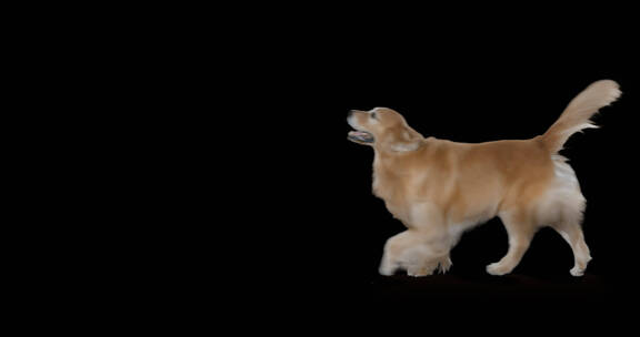 金毛宠物狗（带alpha通道）