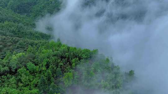 山林云雾缭绕全景