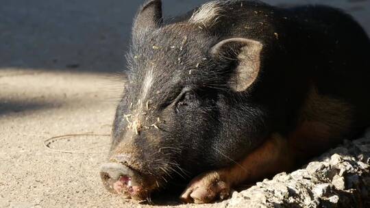 一头在阳光下躺在街上的猪视频素材模板下载