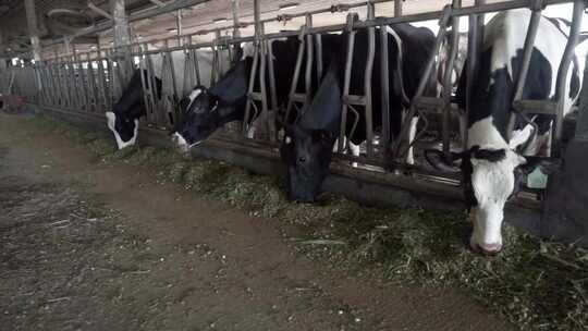 养殖奶牛现代化饲养工厂