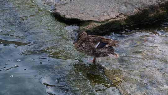 在溪边洗澡的鸭子