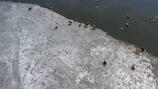 青海青海湖湖面鸟群航拍视频