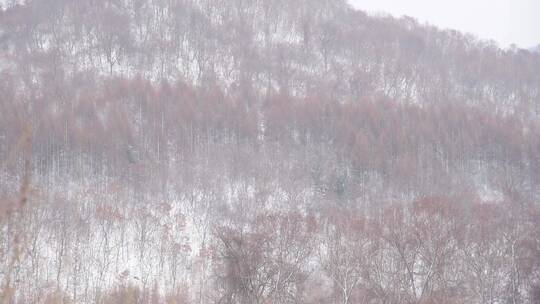 漫天飞雪大雪封山视频素材模板下载