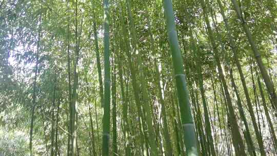 大风中的竹林视频素材模板下载