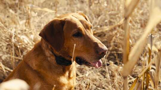 金棕色的拉布拉多寻回犬坐在户外干燥的田野