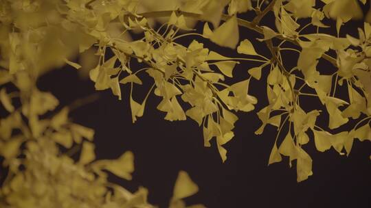 秋天夜晚路灯下的银杏树视频素材模板下载
