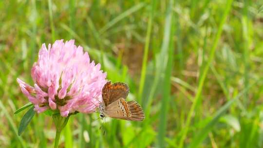 一只长着橙色翅膀的棕色蝴蝶坐在三叶草花上
