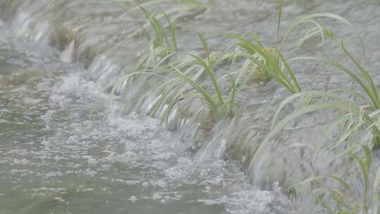 河流水草