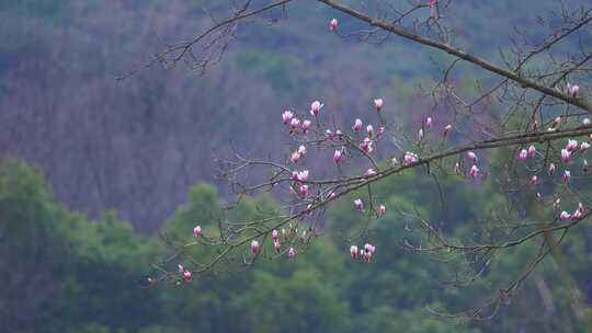 杭州植物园春天天目玉兰